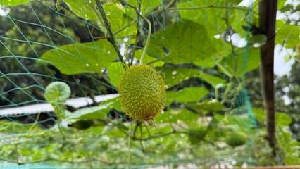 Spiny gourd, hanging from lush vines, provides a fresh organic vegetable growing in the garden