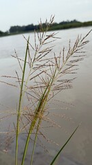 Wild grass sways gently over the tranquil water, adding natural beauty to the scenery