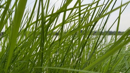 Fototapeta premium Verdant grass blades sway near the tranquil water edge under a bright, neutral sky