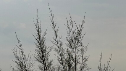Bare tree branches reach skyward in a serene monochrome landscape under an overcast sky