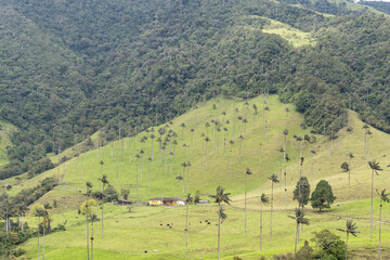 Cocora Valley. Wax palms in Colombia. View of a magical forest in Colombia called cocora valley...