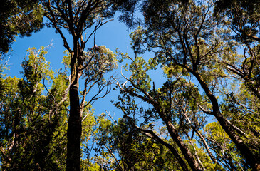 new zealand fiordland national park thick green bush native forest hills mountains blue sky