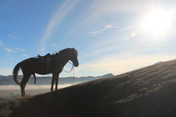 horse on sunset background