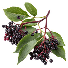 Elderberry berries and leaves for medicine concept. Close-up of black elderberry branches with lush green leaves.