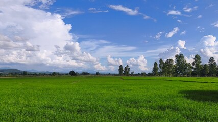 Green rice fields under bright sunshine, blue sky and white clouds.