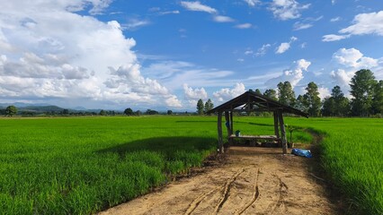 Green rice fields under bright sunshine, blue sky and white clouds.