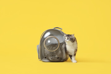 Cute cat in backpack carrier on yellow background