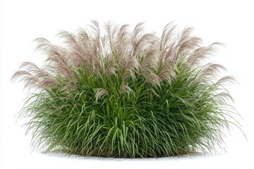 Green ornamental grass with feathery plumes isolated on white background
