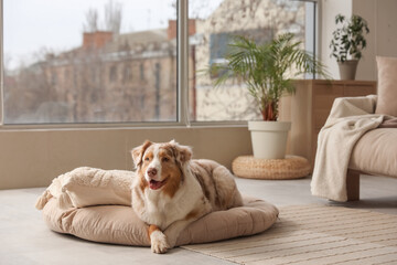 Cute fluffy Australian Shepherd dog with pet bed and cushion in living room