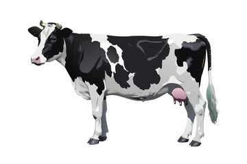 Photorealistic Dairy Cow Vector Illustration. Full Body Holstein Breed on White Background