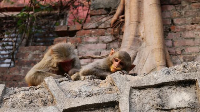 Close-up footage of Macaca mulatta (rhesus macaque) in natural habitat. Wild monkey grooming, sitting on rock, detailed fur texture, daylight, animal behavior, wildlife stock video