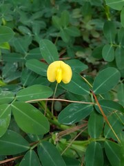 Kacang hias (Arachis pintoi) or Pinto peanut is a forage plant native to Cerrado vegetation in Brazil. Also known as forage peanut or maní forrajero.