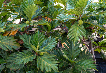 Green Hawaiian Breadfruit Growing in Honolulu Hawaii.