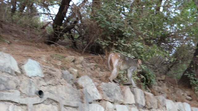 Close-up footage of Macaca mulatta (rhesus macaque) in natural habitat. Wild monkey grooming, sitting on rock, detailed fur texture, daylight, animal behavior, wildlife stock video