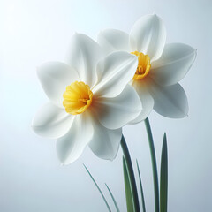 Naklejka premium Narcissus flower 