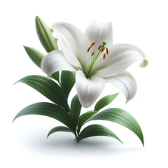 Lily flower on white background