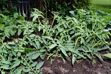 Tomato Plant