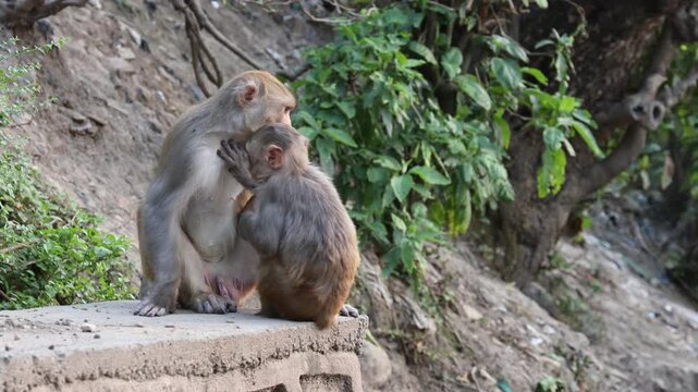 Close-up footage of Macaca mulatta (rhesus macaque) in natural habitat. Wild monkey grooming, sitting on rock, detailed fur texture, daylight, animal behavior, wildlife stock video