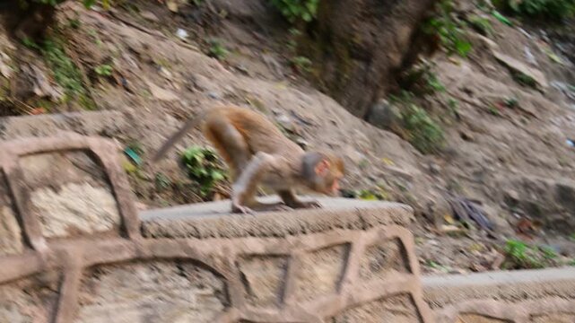 Close-up footage of Macaca mulatta (rhesus macaque) in natural habitat. Wild monkey grooming, sitting on rock, detailed fur texture, daylight, animal behavior, wildlife stock video