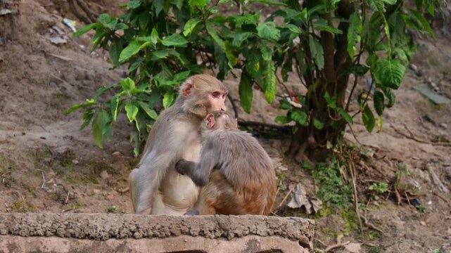 Close-up footage of Macaca mulatta (rhesus macaque) in natural habitat. Wild monkey grooming, sitting on rock, detailed fur texture, daylight, animal behavior, wildlife stock video