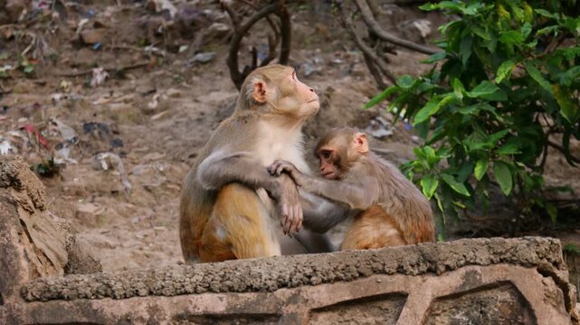 Close-up footage of Macaca mulatta (rhesus macaque) in natural habitat. Wild monkey grooming, sitting on rock, detailed fur texture, daylight, animal behavior, wildlife stock video