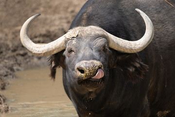 A wild buffalo making a funny face
