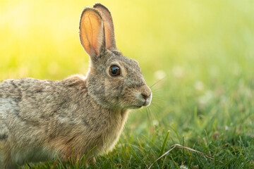 A Rabbit peacefully lounging in the garden