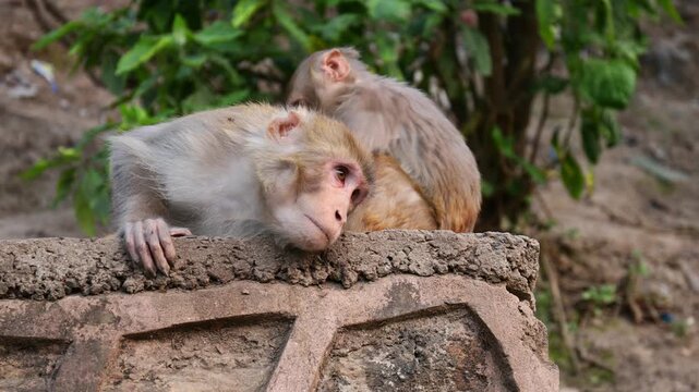 Close-up footage of Macaca mulatta (rhesus macaque) in natural habitat. Wild monkey grooming, sitting on rock, detailed fur texture, daylight, animal behavior, wildlife stock video