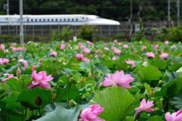 蓮の花園