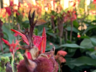 Vibrant red flowers with green leaves in a garden.