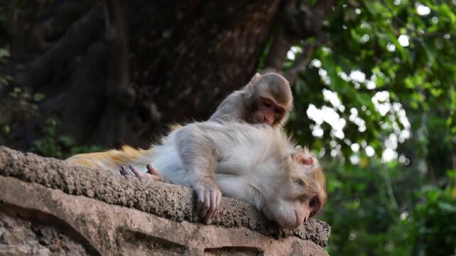 Close-up footage of Macaca mulatta (rhesus macaque) in natural habitat. Wild monkey grooming, sitting on rock, detailed fur texture, daylight, animal behavior, wildlife stock video