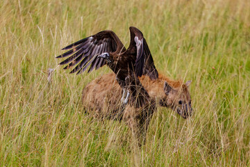 A vulture and a hyena look for food in the savanna