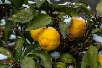 Yuzu, a Japanese citrus fruit with a tart, fragrant flavor, is ripening fruit in snow day in Japan.