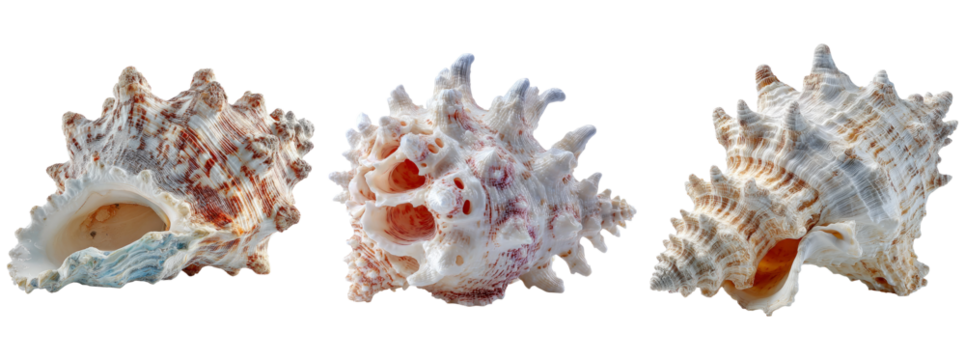 Stunning Sea Shell Collection with Unique Shapes and Patterns