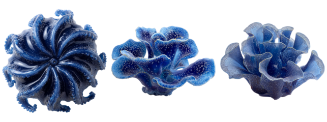 Unique Blue Marine Organisms with Intricate Structures and Textures
