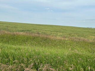 Golden Prairie Fields and Rustic Farmland in Alberta, Canada