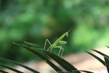 grasshopper on the grass