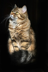 Close-up portrait of cute, furry cat, black background. Portrait of tabby cat, intensive staring in the night. Looking up. copy space. Beige gray colors. High contrast light, spot light