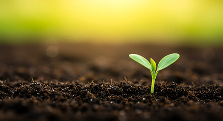 Fototapeta premium Sprout of Life A New Beginning
