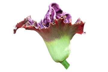 A large bright purple flower of Amorphophallus paeoniifolius, elephant foot yam or whitespot giant...