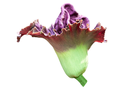 A large bright purple flower of Amorphophallus paeoniifolius, elephant foot yam or whitespot giant arum, Konjac, Stanleya water-tub, isolated transparent background.