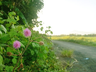 Obraz premium photo of the wild Mimosa pudica