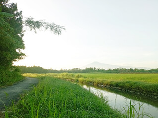 Obraz premium A photo of rice fields and irrigation taken in the early morning
