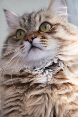 Fluffy longhair tabby cat.  Siberian cat. Close-up portrait of cute, furry kitten.