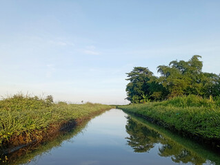 Fototapeta premium Photo of Rice Field Irrigation in the Morning