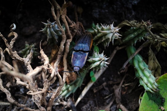Escarabajo tornasol de la familia Elateridae sobre huernias y ramas
