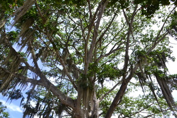 Vista en contrapicado de un arbol lleno de Tillandsia