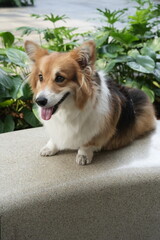 Adorable corgi dog sitting on a stone bench in a garden, looking forward with its tongue out.