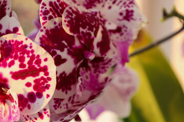 Blooming orchids showcase exquisite petals with a unique pattern. Vibrant colors and delicate hues...