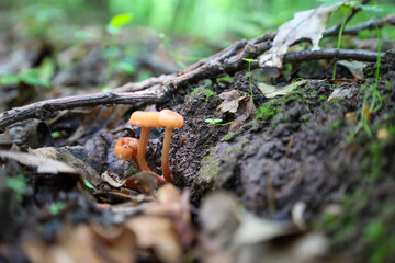 A close-up view reveals tiny orange mushrooms growing from moist forest soil among fallen leaves and twigs. This macro scene showcases the richness of woodland flora and the microcosm of the ecosystem